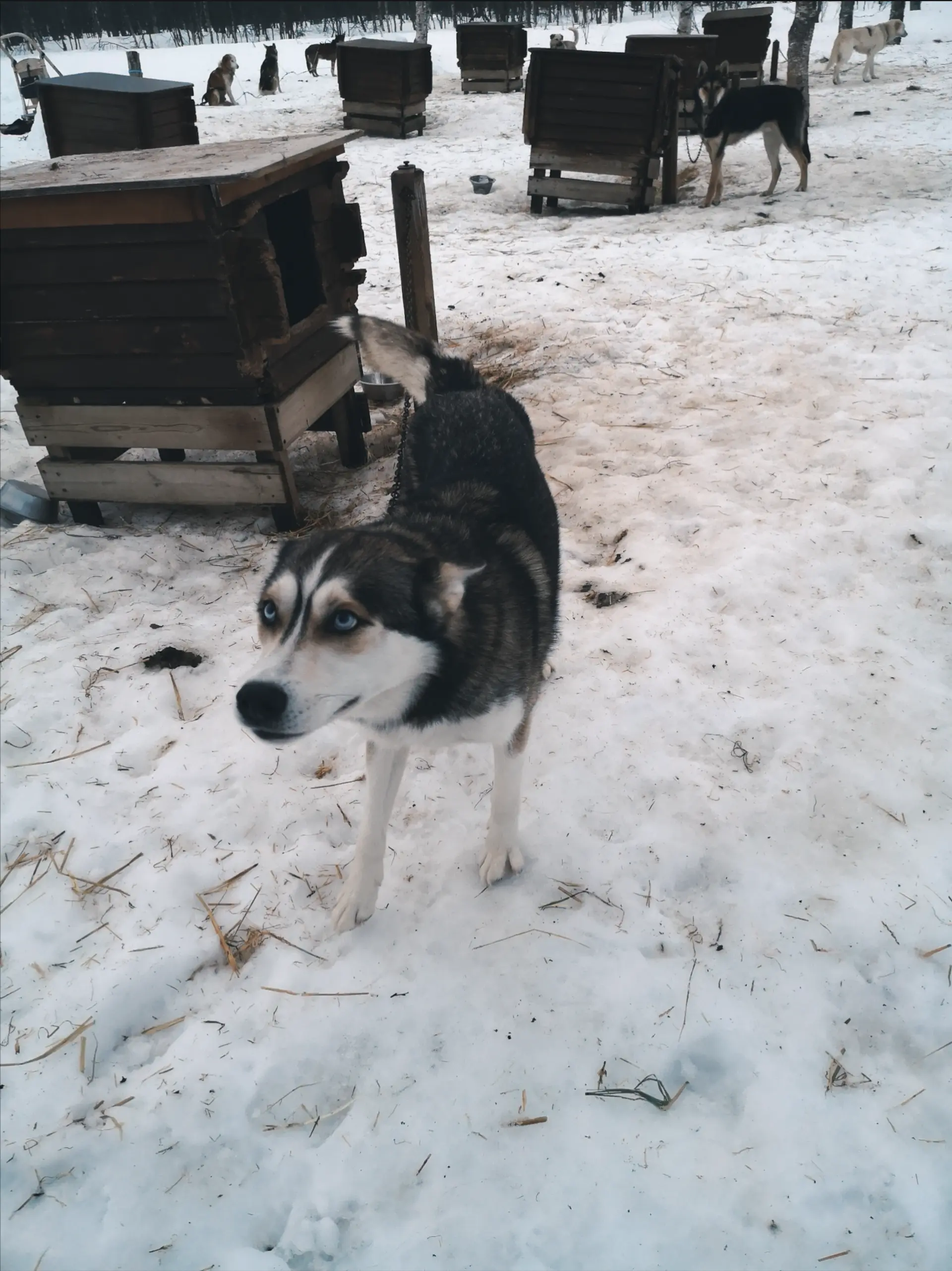 Husky Safari Tamokdalen